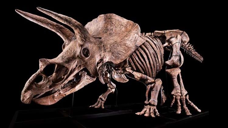 Největší triceratops jde do dražby. Vyvolávací cena je 1,2 milionu eur